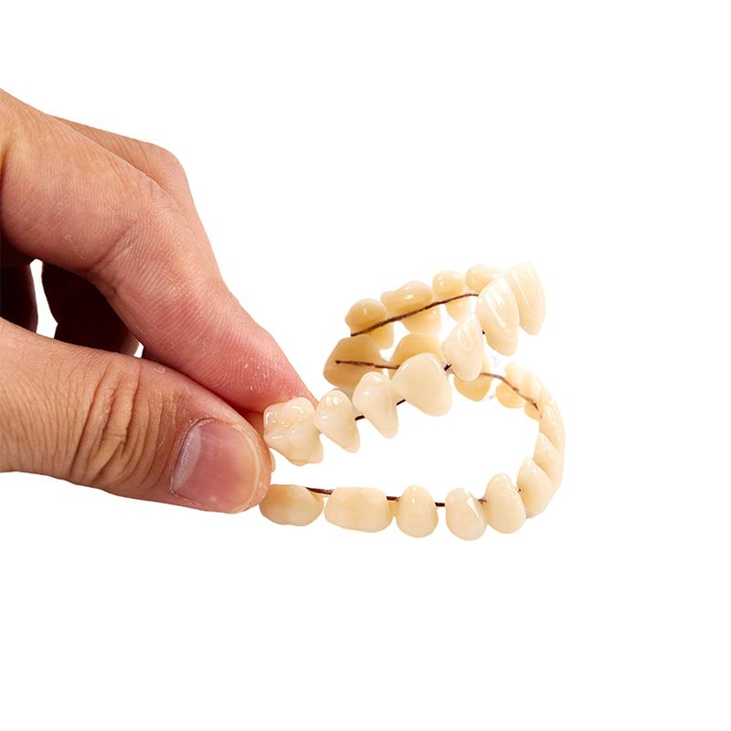 28Pcs Tooth/Set Universal Resin False Teeth Resin Model Durable Dentures Dental Material Teeth Teaching Model Dedicated Teeth