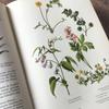 [USED] Foreign books German plant encyclopedias Vintage books Botanical