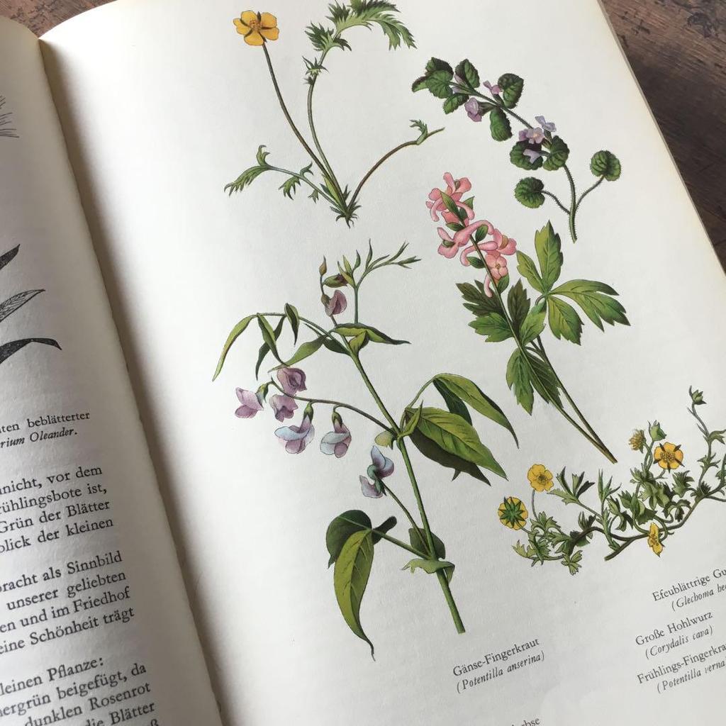 [USED] Foreign books German plant encyclopedias Vintage books Botanical