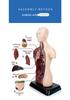 Customized Human Torso Anatomy Model for Children's Science Education