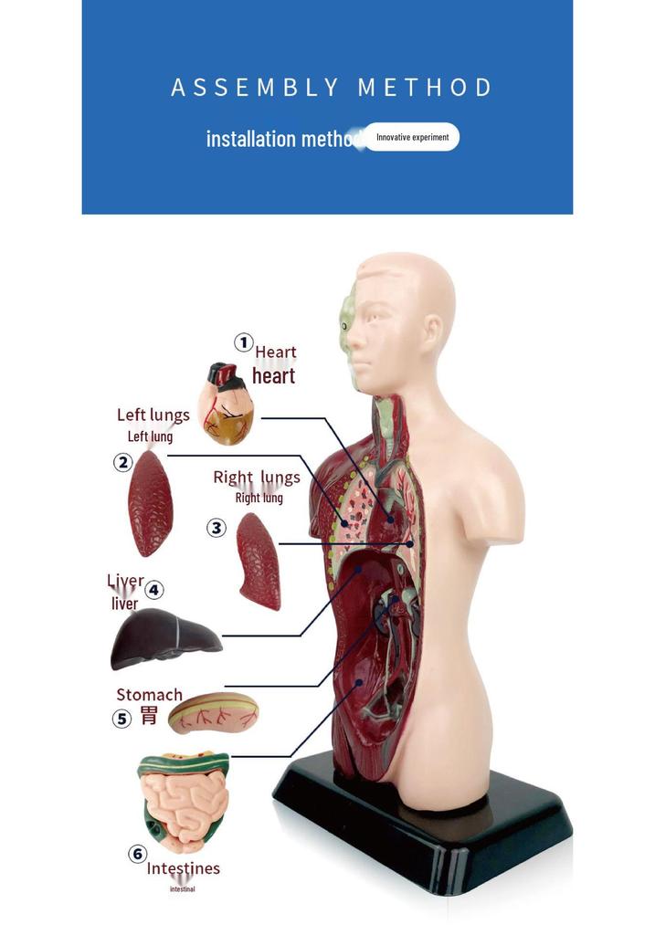 Customized Human Torso Anatomy Model for Children's Science Education