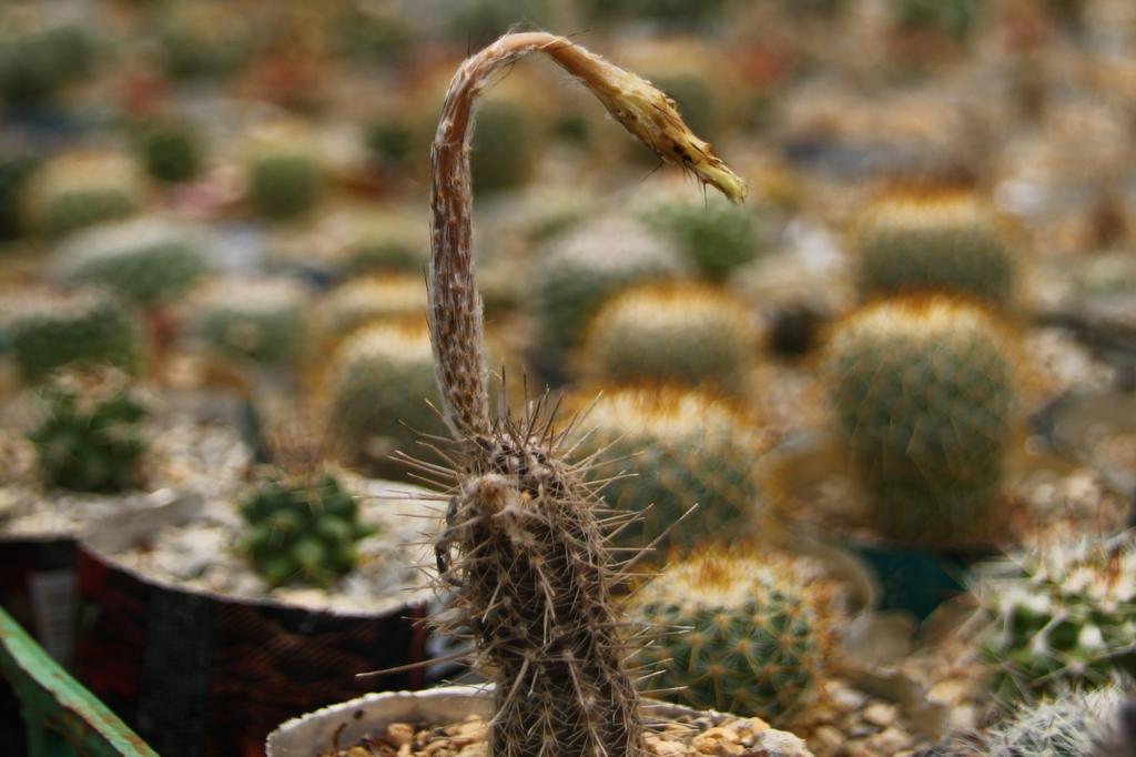 SAFLAX Garden In the Bag - Flower of Adoration - 40 Seeds - With Substrate In a Fitting Stand Up Bag - Echinopsis Mirabilis