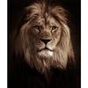 Black White Animals Art Lions Oil Painting Canvas Art Posters and Prints Wall Pictures for Living Room Home Wall Decor