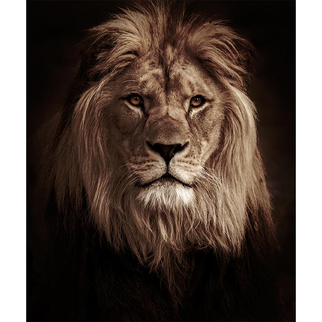 Black White Animals Art Lions Oil Painting Canvas Art Posters and Prints Wall Pictures for Living Room Home Wall Decor