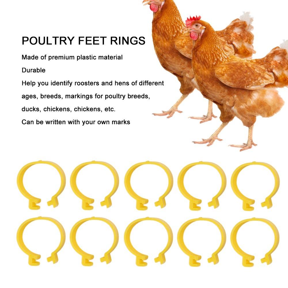 100Pcs Plastic Duck Leg Bands Reusable Chickens Leg Rings  Tracking Different Breeds