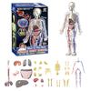 HYEANHLPYE Human Anatomy Model Toy, Transparent Full-Body Human Vascular Model Toy, Mannequin with Detachable Organs and Skeleton, Disassembly Puzzle