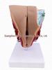 Male Reproductive and Urinary System Teaching Model with Internal and External Genitalia