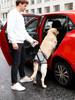 Hond Tilharnas Elastisch Snelontgrendelbaar Draaghulp Hond Tilharnas voor Achterpoten voor Huisdier Binnenwandelen Dierenartsbezoek Auto Baden