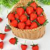 20 Strawberry Food Sample Models with Perfect for Cake Shop and Fruit Shop Displays Stems,