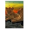 Obraz Lions Africa Animals
