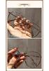 New Fashion Large Frame Myopia Glasses - Hot Selling Cold Tea Plano Style