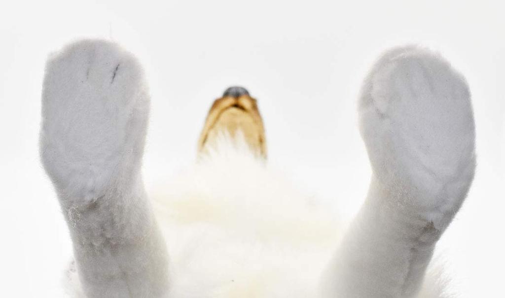 BH4219 HANSA Shetland Sheepdog 40