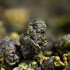 Authentic Premium Dong Ding Oolong High Mountain Tea Fragrant Strong Flavor