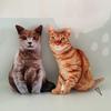 3D Tiger Muster Katze Puppe Kissen - Kreatives Katze Stern Geburtstagsgeschenk