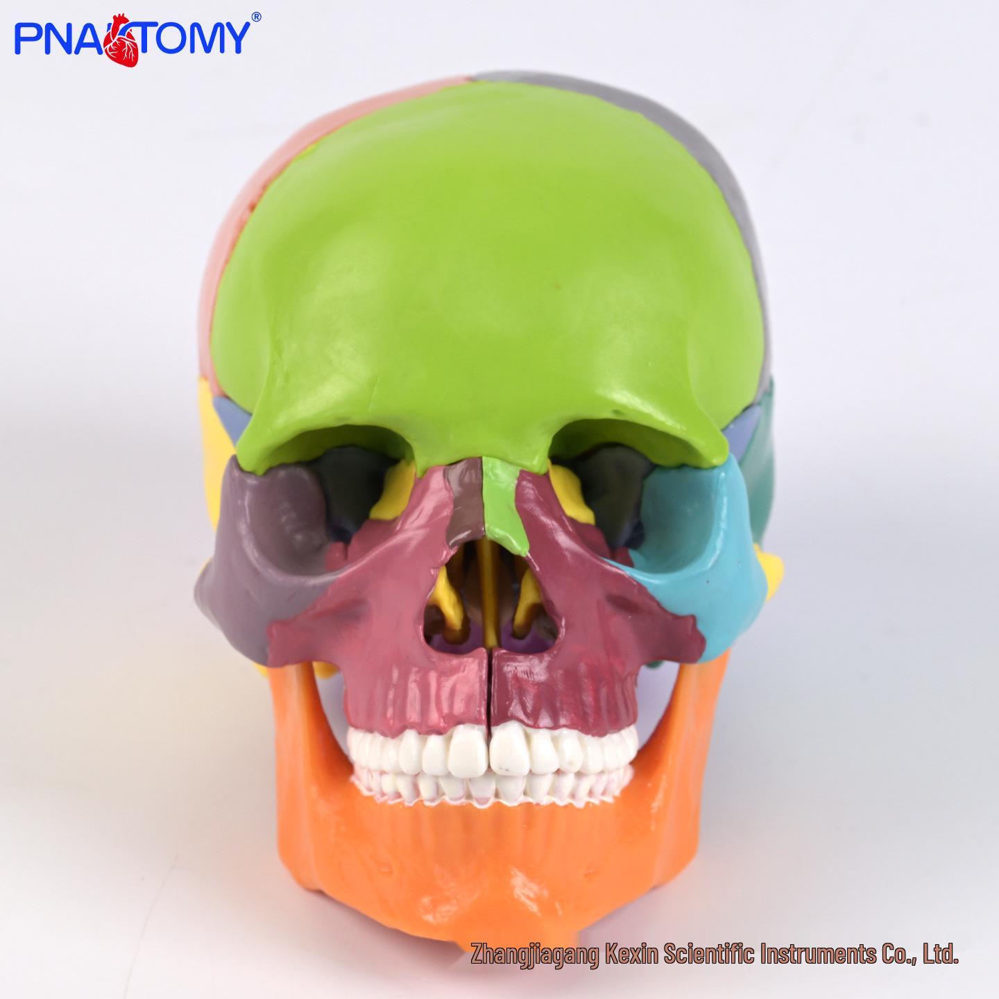 15-Piece Color-Coded Detachable Small Skull Anatomy Model for Medical Teaching and Training PNT-1159