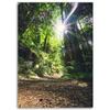 Canvas Print, Jungle Tropical Forest