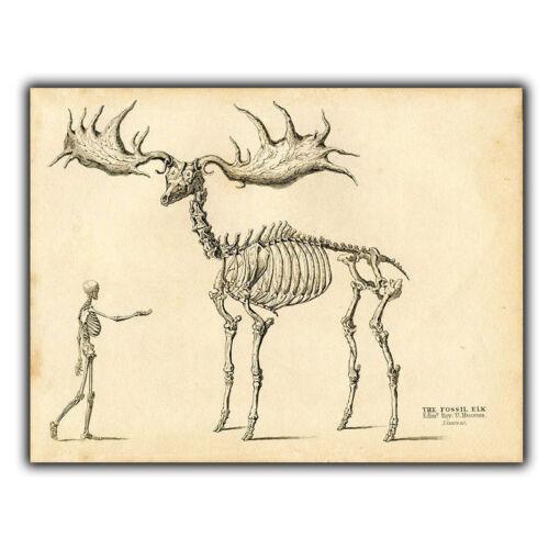 

f1SIGN METAL WALL PLAQUE ELK Vintage reprint Anatomy Skeleton 20x30cm（7.8x11.8inch）