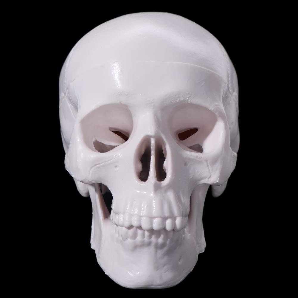 Skull Cap Skull Model Removable Anatomical Head Skull Fine Arts Human Head Model  School Supplies
