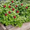 Outdoor Garden Decorations Courtyard Simulation Small Insects Ladybugs Lawn Pile Plugins 10 Pieces Per Set
