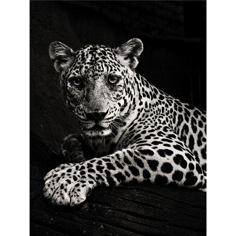 DIY Diamantmalerei Tiere Kreuzstich Voll Runde Bohrer Diamantstickerei Verkauf Heimdeko Geschenk