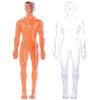 DIY Mannequin Science Cognitive Puzzle Toy Transparent Kid Skeleton Model  Kids Toys