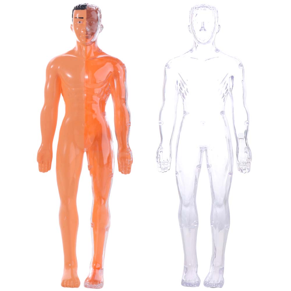 DIY Mannequin Science Cognitive Puzzle Toy Transparent Kid Skeleton Model  Kids Toys