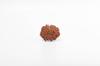 Natural 13 Mukhi Rudraksha Bead – Nepali Origin | Bead for Love, Power, Fulfillment, Prosperity, Desire & Manifestation | Organic & Lab Certified