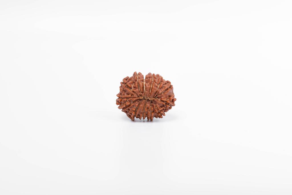 Natural 13 Mukhi Rudraksha Bead – Nepali Origin | Bead for Love, Power, Fulfillment, Prosperity, Desire & Manifestation | Organic & Lab Certified