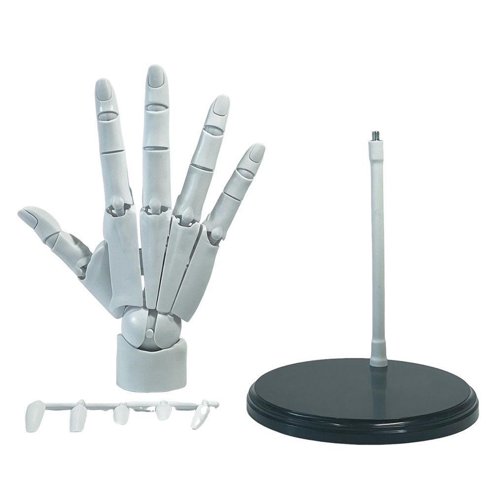 Left/Right Anatomically Accurate Jointed Hand Simulation Sketching Painting White Right Hand