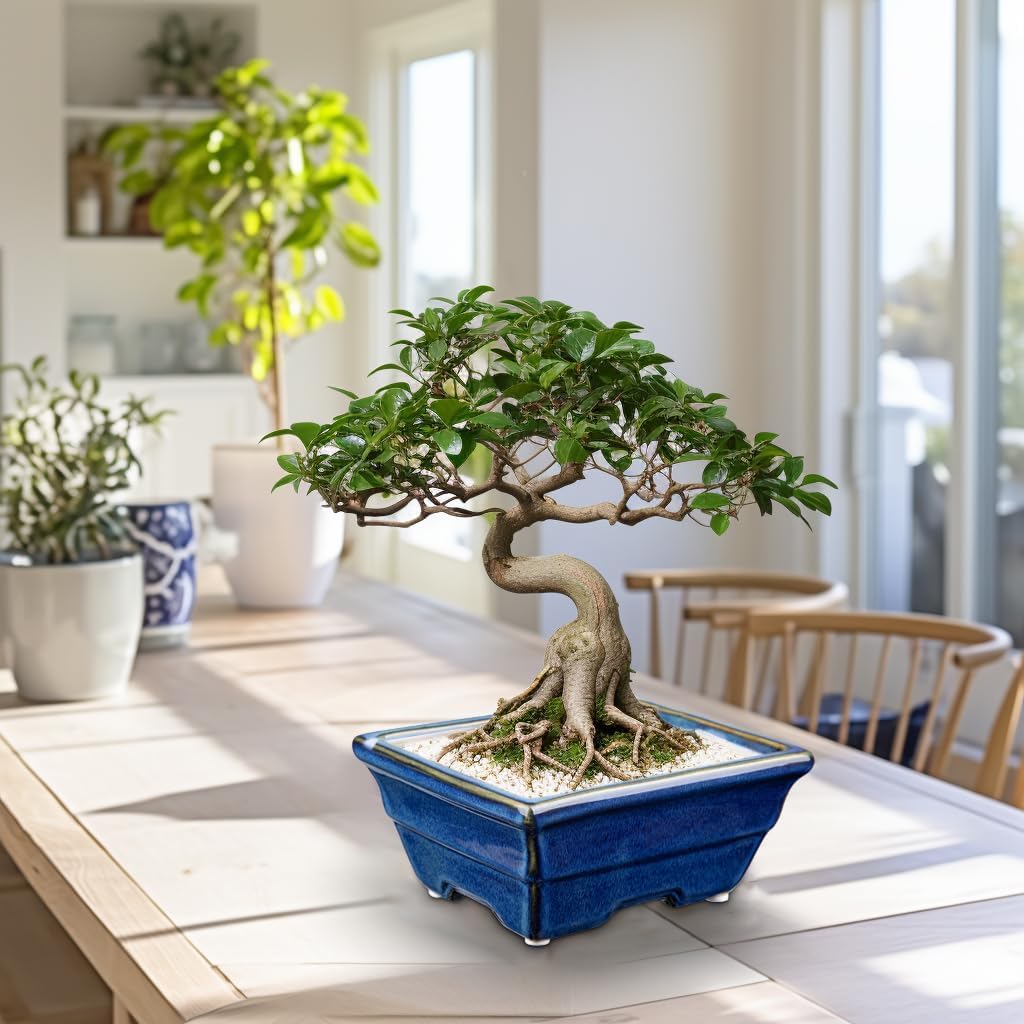 Villa Como Flower Ceramic Bonsai Succulent Cactus Potted with Indoor Blue Pot, Pot, Pot, Pot, Pot, 2-Piece Set, Planter, Small, Plant, Holes,