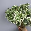 Real Touch Artificial Green Plant 8 Heads Faux Plants Simulation Greenery  Outdoor Garden Decor