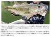 IMAKATSU Rainbow Blade Chatter Lure White Shad S 3/8oz #MS-235