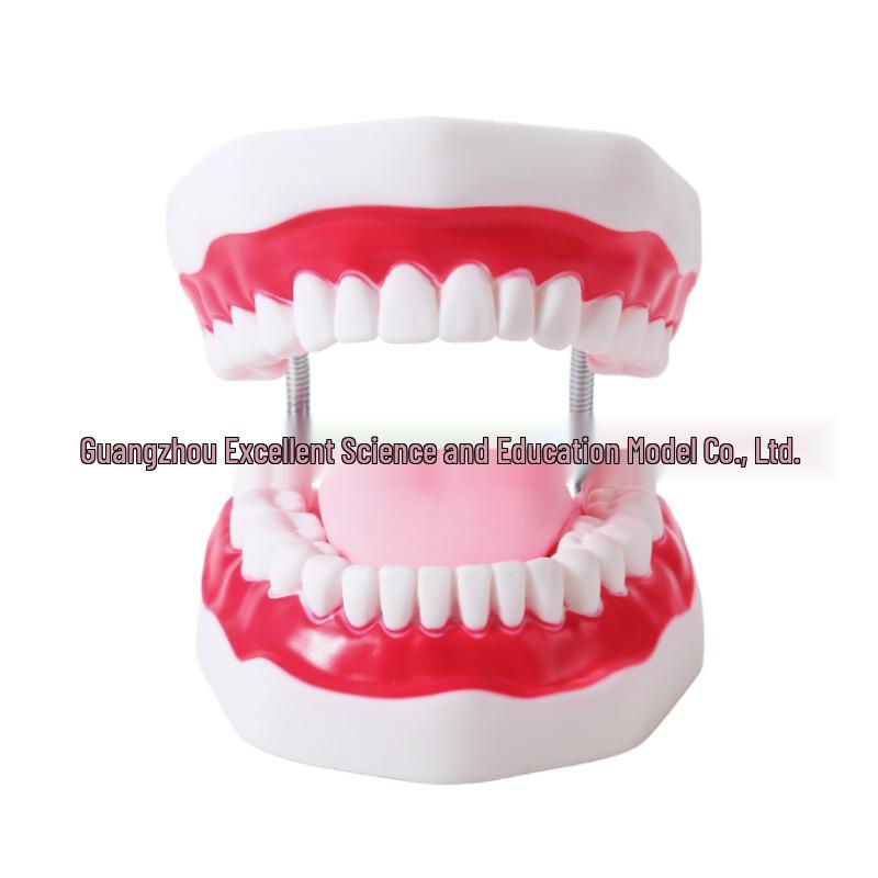 Large 6x Magnification Oral Health Teaching Tooth Model