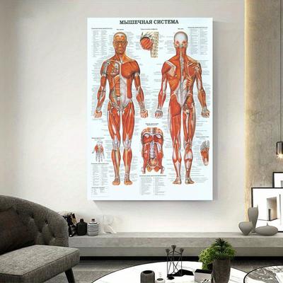 Retroorganisüsteemid inimese lõuendil Maalimine Plakatid Skelett Anatoomia Jõupaberitrükid Vintage koduruumi kunst Seinakaunistused Maalid