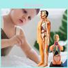 Educational Kid's Toy Model For Learning Human Anatomy