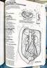 [USED] English version "The Anatomy Coloring Book" Anatomy coloring book