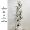 Olive Tree Potted Plant - Indoor Decor Simulation for Living Room