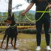 Reflective Pet Walking Leash Double Stretch Hand Free Dog Leash Dog Traction Rope  for Dogs Cats