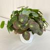 Artificial Plants Plastic For Home Decor Photography Props Wedding Decoration