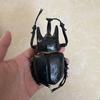 Biographical Analysis of Deer Antler Beetle and Claw Shaped Insect Beetle Gacha Simulation Animal Movable Joints Figure Toys