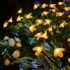 Outdoor Solar Firefly Courtyard Lights - Waterproof Landscape Lawn and Ground Plug Night Lights