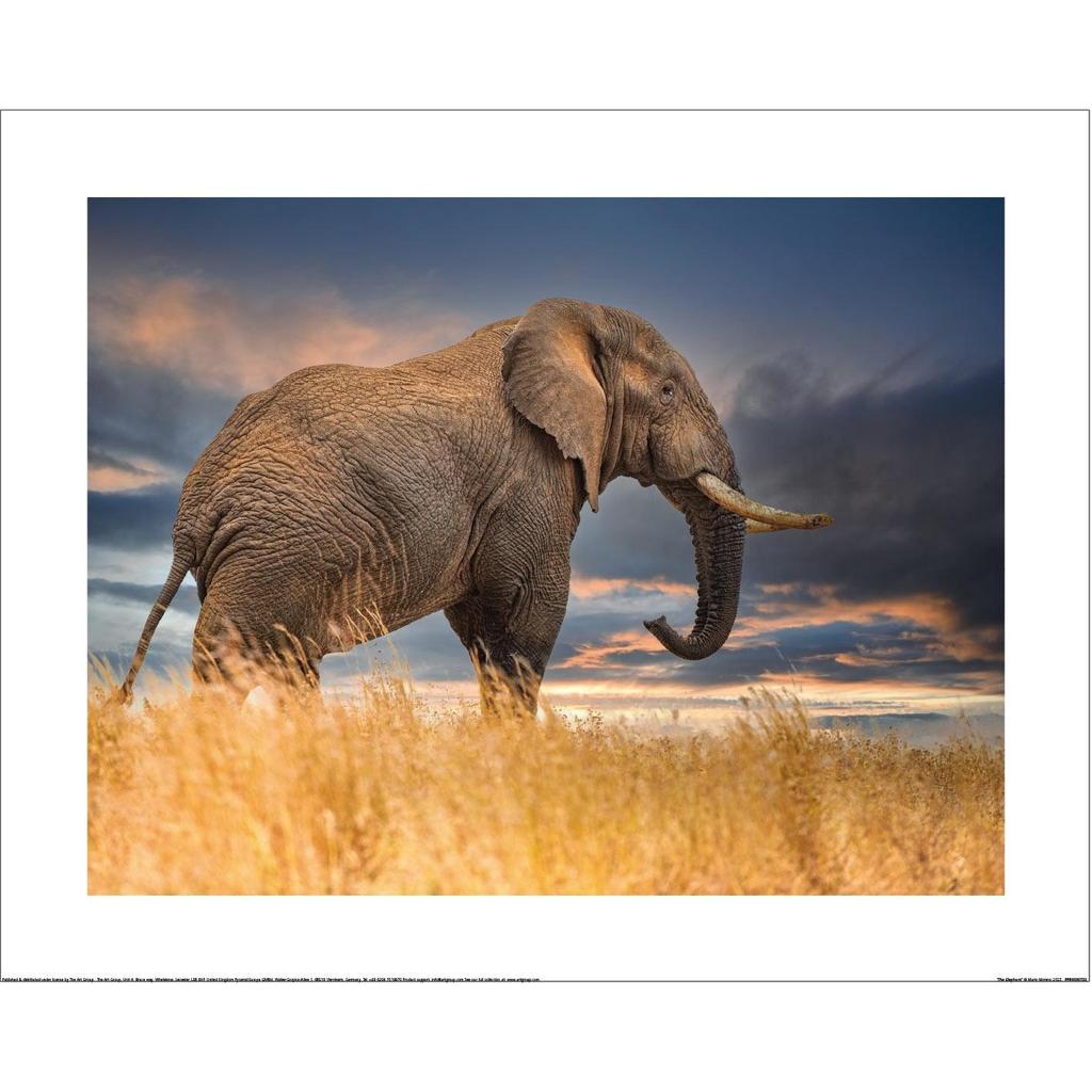 Mario Moreno The Elephant Paper Print