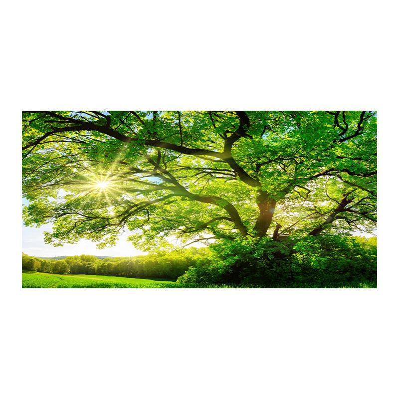 

Пейзажные картины Зеленое дерево Холст Картина Лес Постеры и принты Настенное искусство Деревья Картины для гостиной Домашний декор 20x40cm