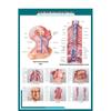 Human Internal Organs Anatomy Charts