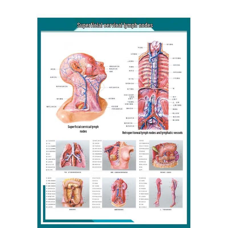 Human Internal Organs Anatomy Charts