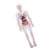 Clear Human Body Skeleton Model Kit 3D Human   Structure Model Kit with Removable Organs for Kids