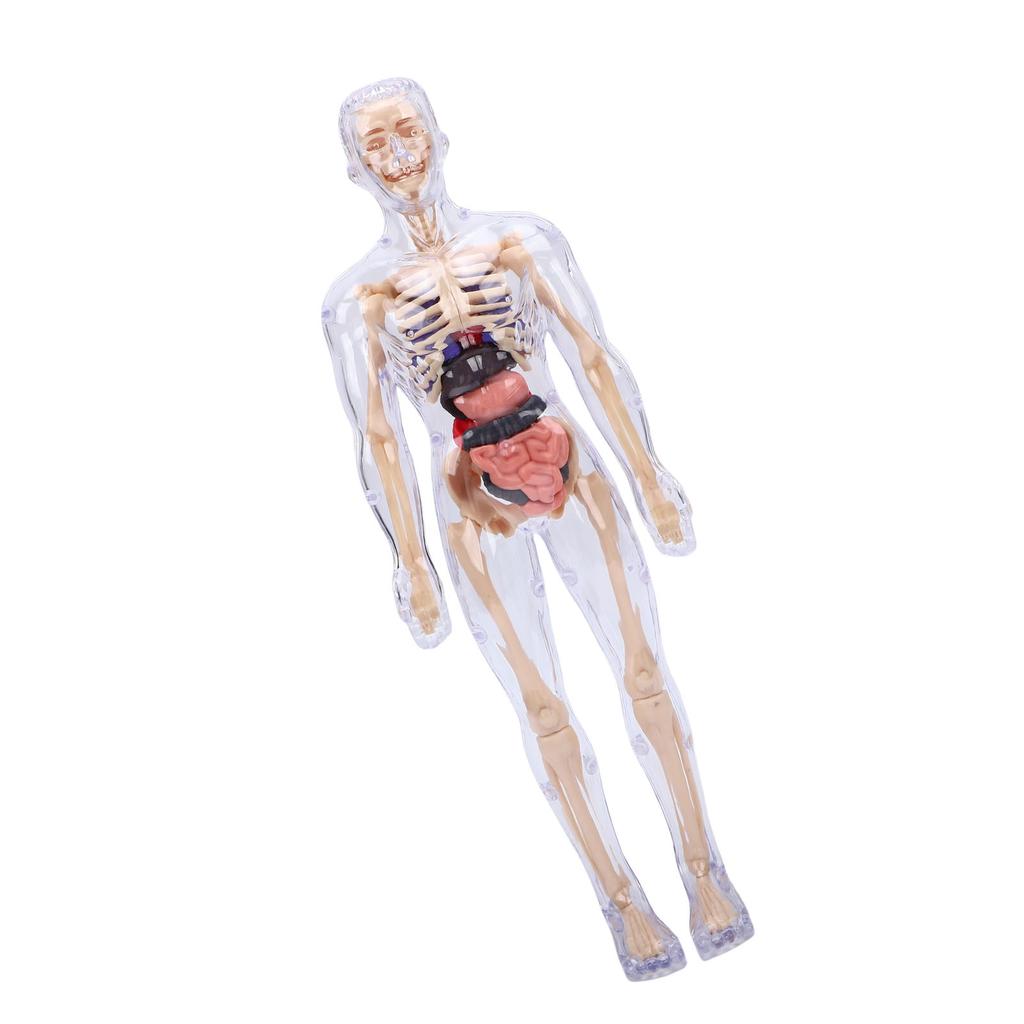 Clear Human Body Skeleton Model Kit 3D Human   Structure Model Kit with Removable Organs for Kids