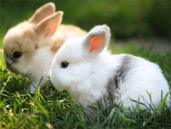 5D Diy Diamond Painting Mosaic Rabbit Daisy Full Square/Round Embroidery Animal Grass Home Decor