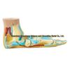 Foot Arch Anatomical Teaching Model for Normal, Flat, and High-Arched Feet