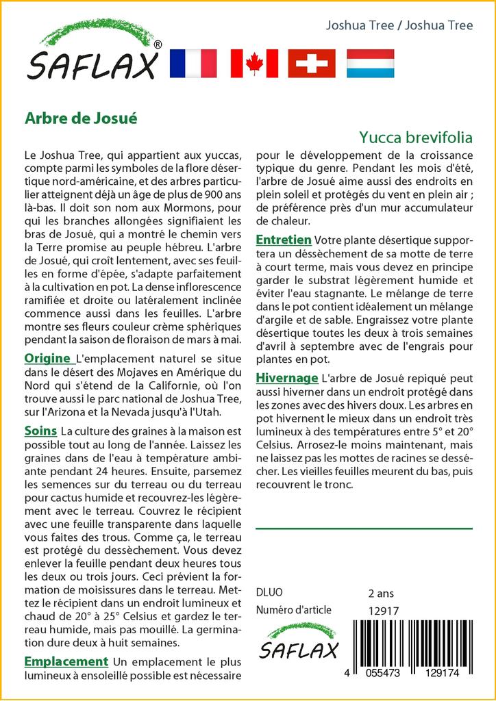 SAFLAX Joshua Tree - 10 Seeds - Yucca Brevifolia